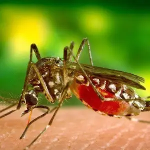 Vacuna contra el dengue de Brasil puede frenar la replicación del virus en ciertas condiciones: Cómo está la situación en Salta