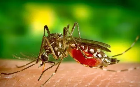 Dengue