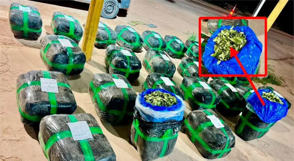hojas de coca para cocaina