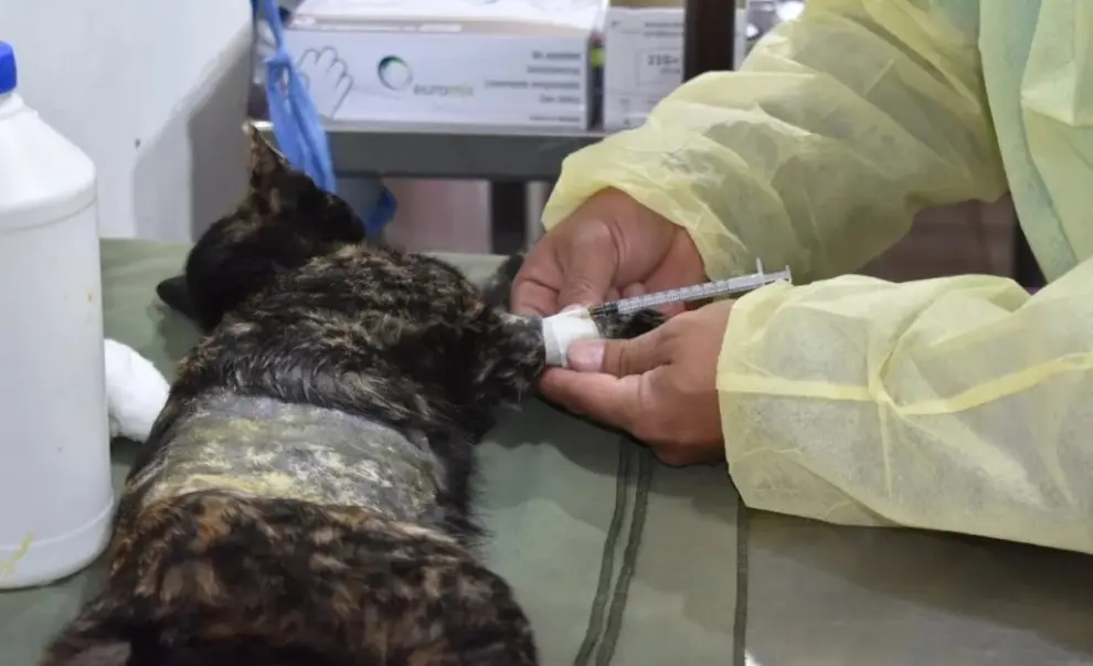Castración de animales