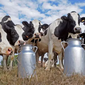 Sector lácteo argentino sorprende con cifras récord en 2025