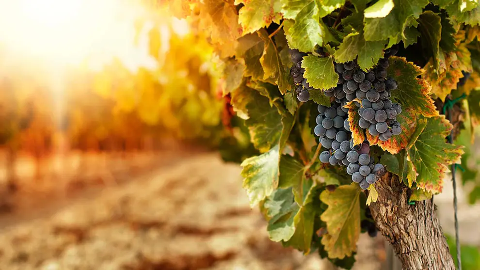 VIñedos