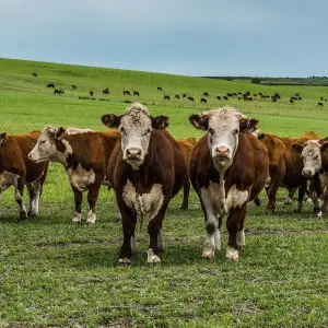 Cómo son los créditos "Valor producto" destinados a los productores ganaderos