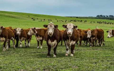 Vacas argentinas