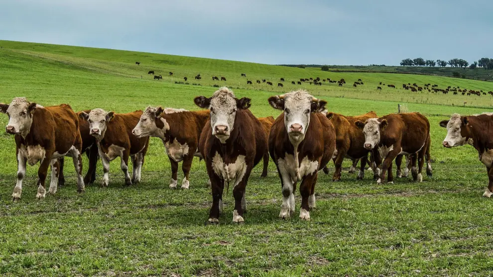 Vacas argentinas