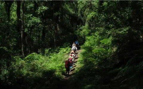Las Yungas San Lorenzo