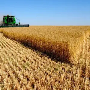 Proyectan una buena cosecha de trigo para Salta y otras regiones del país 