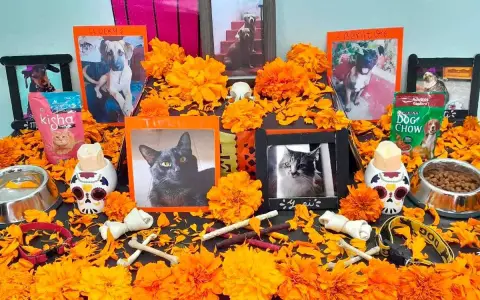 El altar que una familia armó para recibir las almas de sus mascotas