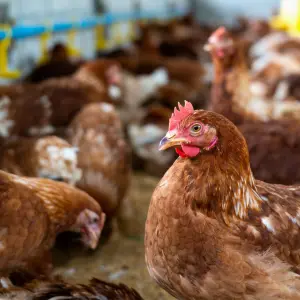 Por qué ahora la Argentina podrá exportar aves de corral a Filipinas