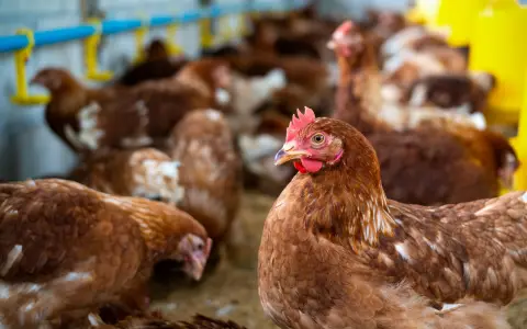  Argentina podrá exportar aves de corral a Filipinas