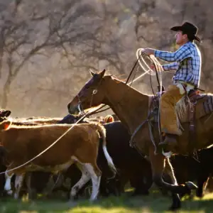 Traición a los rancheros: La furia en EE.UU. por el plan de importar más carne argentina
