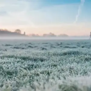 Heladas tardías: ¿cuánto afectarán a los cultivos de invierno?