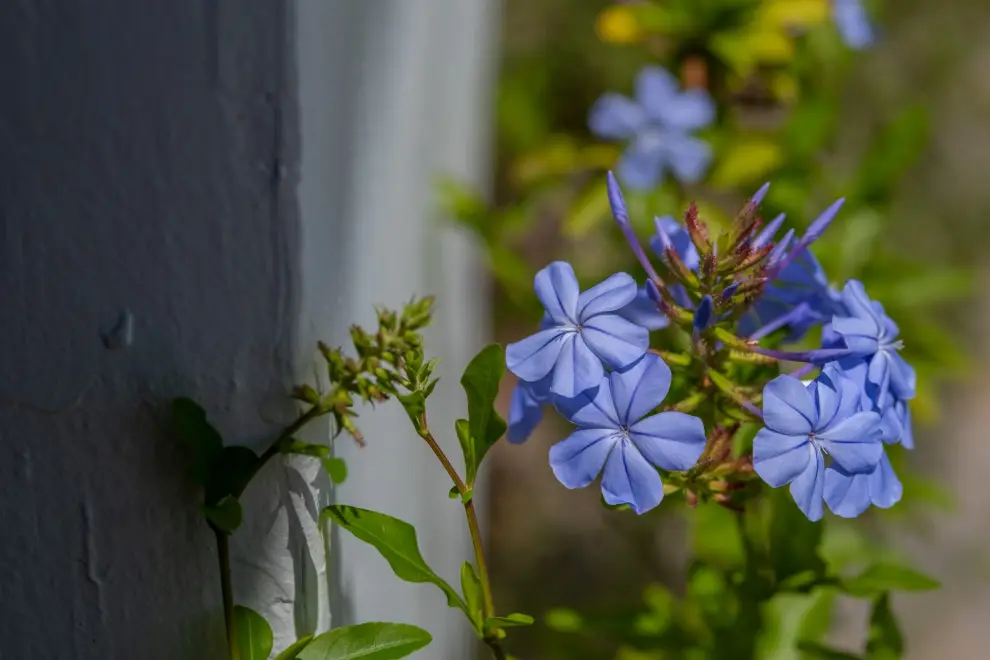 House of jasmine