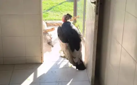 Cóndor rescatado en San Lorenzo