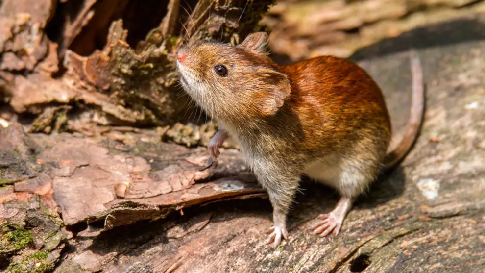 El ratón de campo o "colilargo", portador del virus