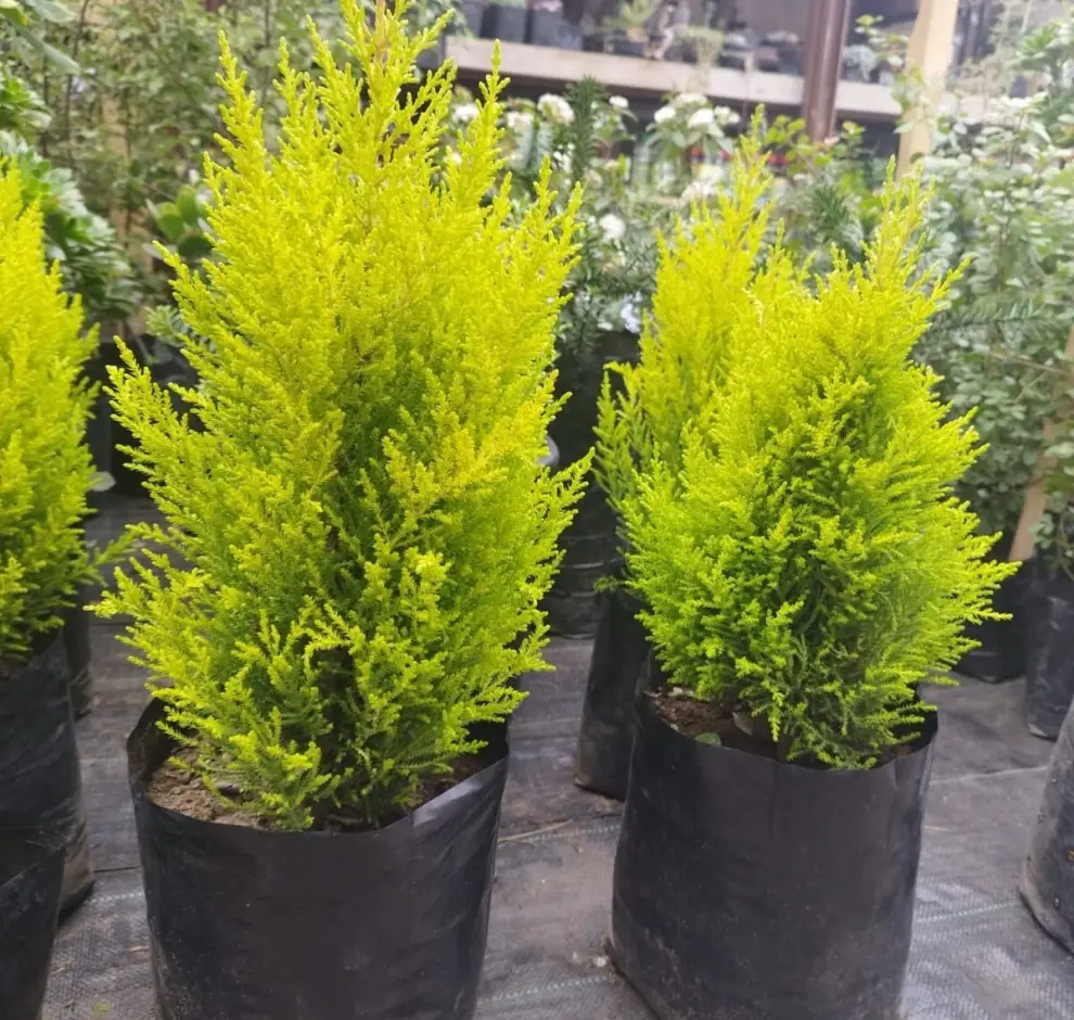 El pino limón es otra buena opción para el árbol de Navidad