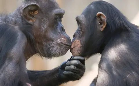 El beso en los labios es un rasgo que evolucionó desde hace 21 millones de años, según nueva investigación