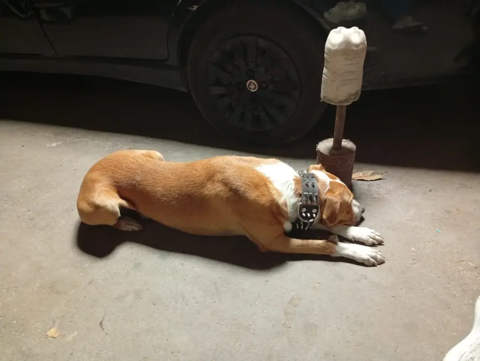 Toro, el perro de Santy.