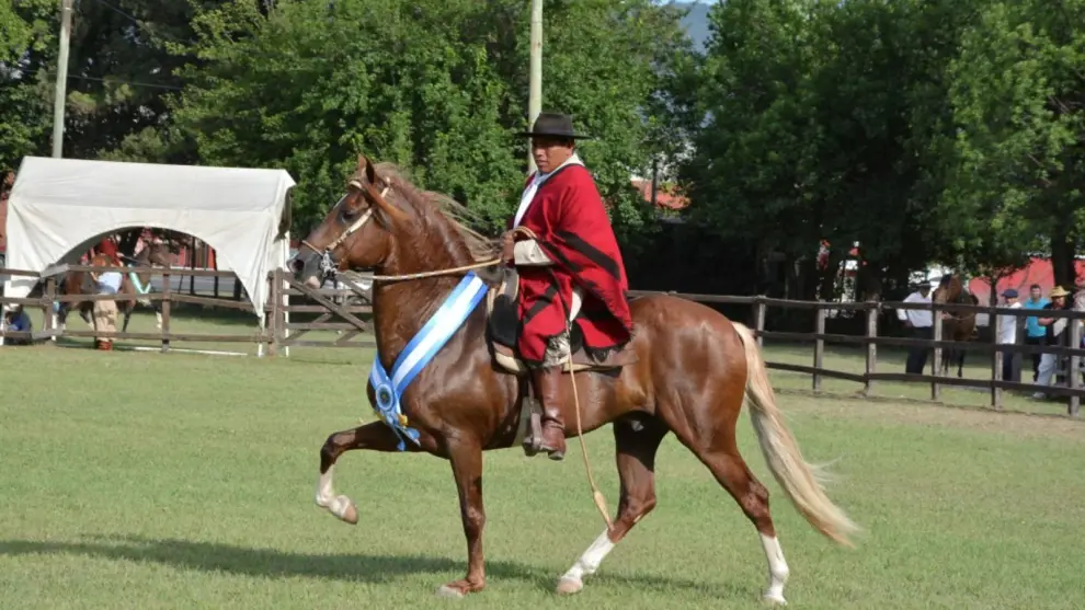 Caballo Peruano de Paso