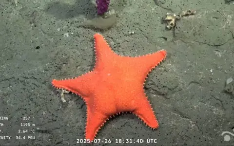 Científicos argentinos realizan una expedición en el fondo del mar.
