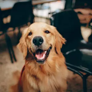 Sorprendente: La genética descubre todo lo que hay de común entre los humanos y los golden retrievers