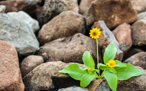 Crecimiento entre piedras