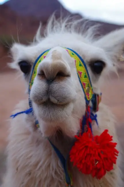 Aire libre, Alpaca