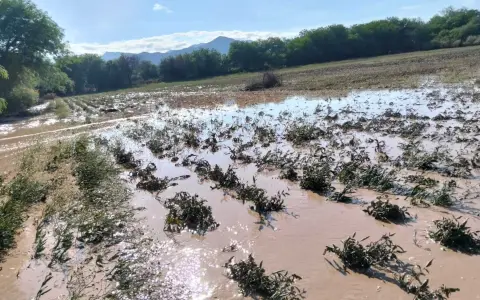 Plantaciones de tomates anegadas en el paraje San Rafael.