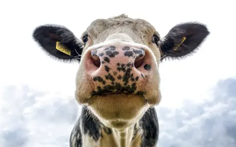 Cabeza de vaca