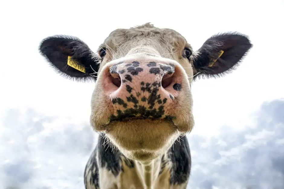 Cabeza de vaca