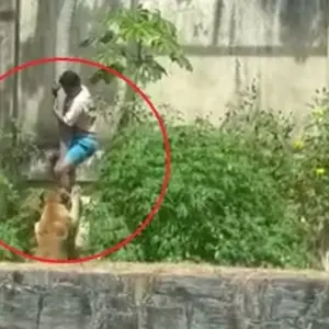 Video que desespera: así fue el ataque de una leona a un joven que se metió en su fosa en Brasil