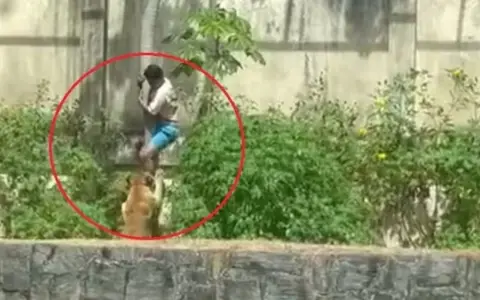 El momento del ataque en un zoológico de Brasil.