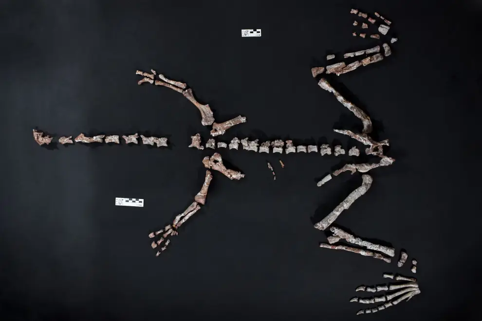  Huayracursor jaguensis
