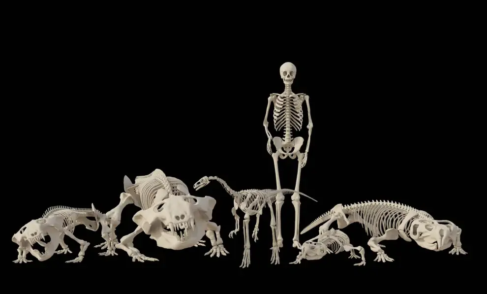  Huayracursor jaguensis