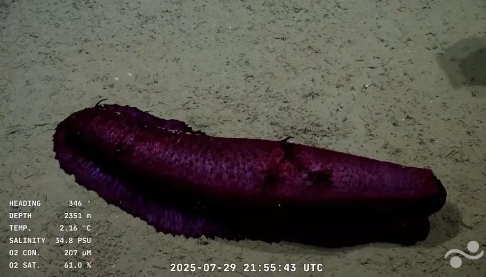 Una extraña especie apareció debajo del mar en el Cañón Mar del Plata.
