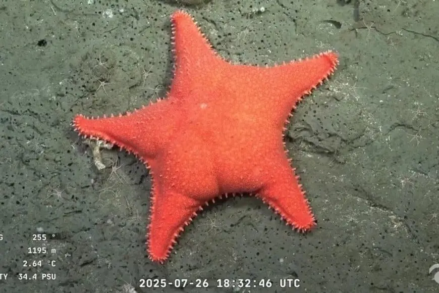 La estrella de mar que arrasó en el streaming del Conicet