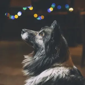 Seis claves para proteger a las mascotas del impacto de la pirotecnia