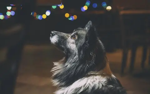 Mascotas y fuegos artificiales