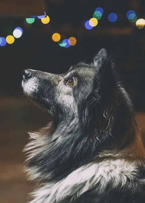 Mascotas y fuegos artificiales