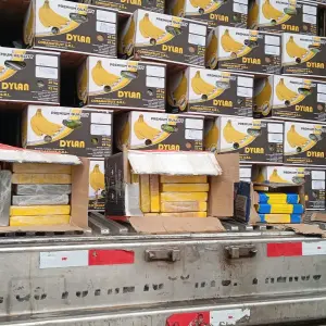 Narcobananas en Salta: detienen a un camionero con más de 50 kilos de cocaína
