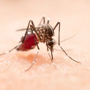 Salta ya registra seis casos de chikungunya y crece la preocupación por el brote de dengue en Bolivia