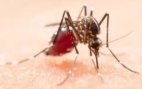 Mosquito del dengue