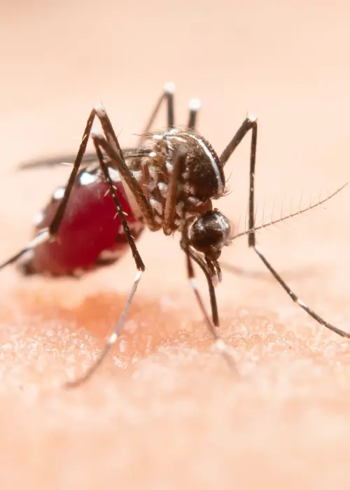 Mosquito del dengue