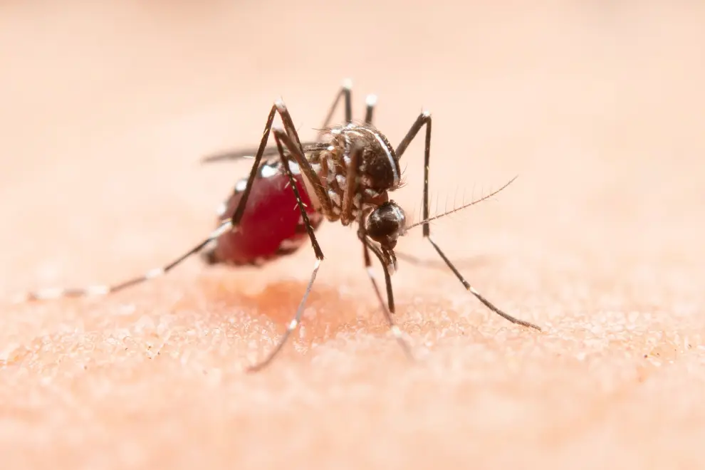 Mosquito del dengue