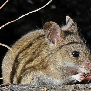 Alerta en Salta por Hantavirus: Cinco muertos y siete enfermos en recuperación