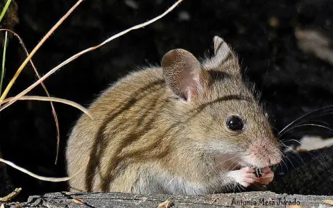 Hantavirus
