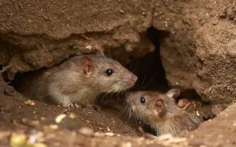 Hantavirus