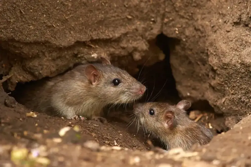 Hantavirus