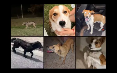 Perros extraviados