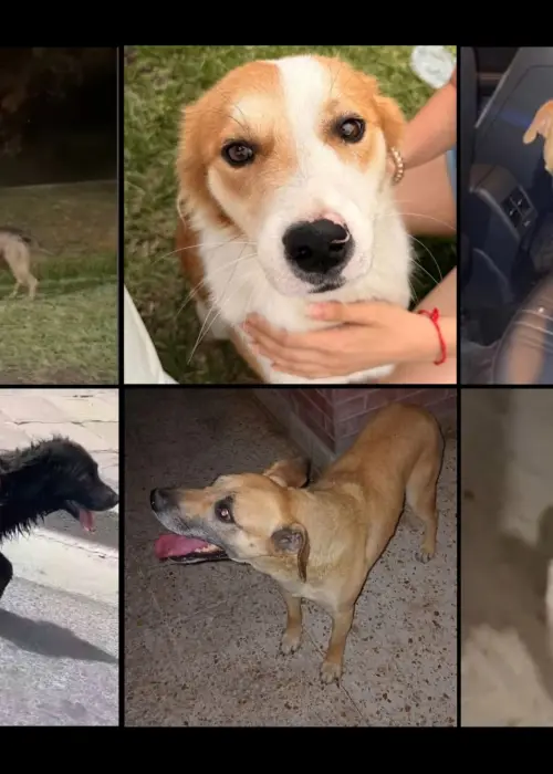 Perros extraviados